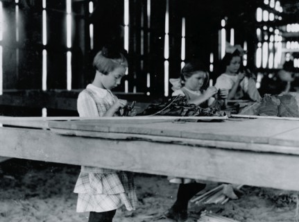 Interior of tobacco shed, Hawthorn Farm where young girls are working. 1909