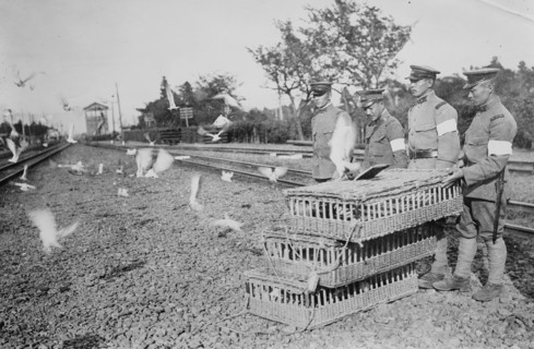 Japanese Carrier Pigeons Released from Cages