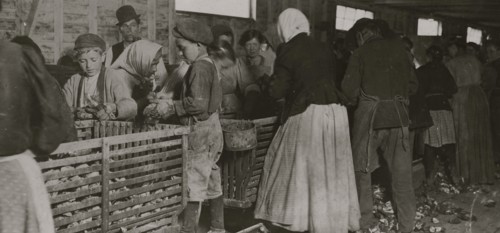 Johnnie, a nine-year-old oyster shucker.  1911