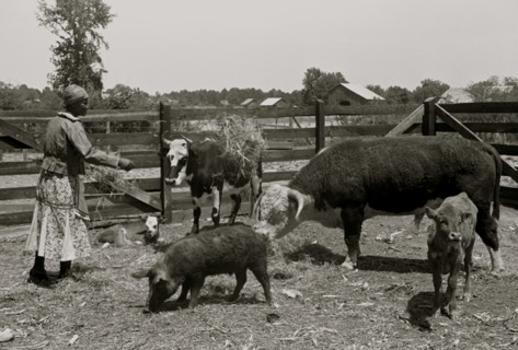Jorena Pettway with some of the Gees Bend livestock, Alabama 1939