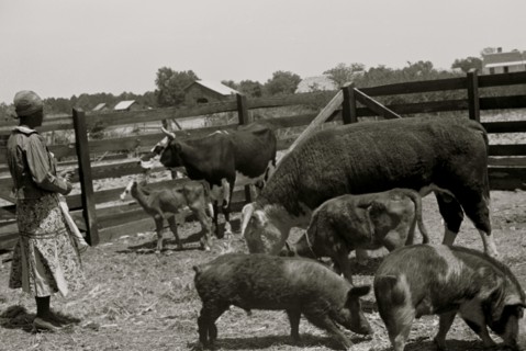 Jorena Pettway with some of the Gees Bend livestock, Alabama 1939