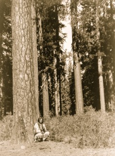 Contemplation Amongst the Pines 1923