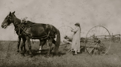 Lucy Saunders hitching the team to the horse rake 1915