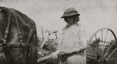 Lucy Saunders hitching the team to the horse rake 1915