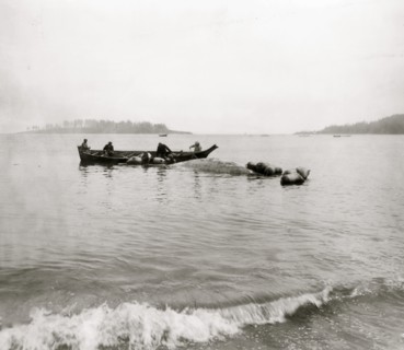 Makah Indian whalers landing whales at Neah Bay, Washington 1911