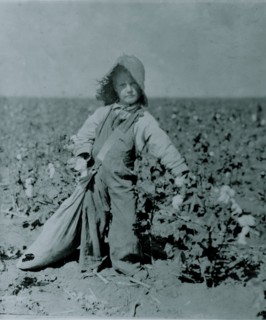 5 year old, picks from10 to 20 pounds of cotton a day.  1916