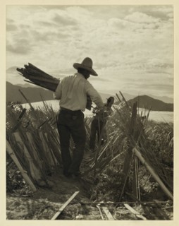 Supporting the Crop 1935