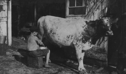 Milking a cow 1916