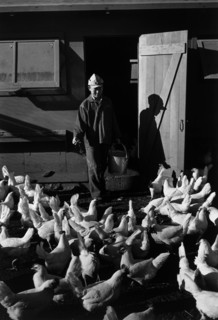 Chicken farm, Mori Nakashima 1943