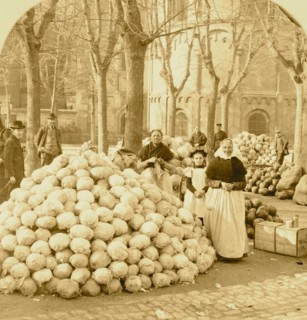 Mounds of Cabbages to be Cooked into Sour Kraut