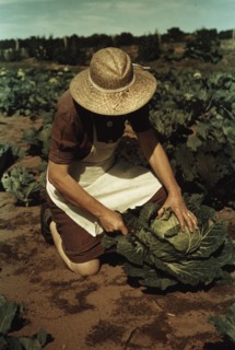 Homegrown Cabbages 1940
