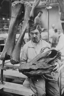 Museum worker holds Head of a Diplodocus Skeleton 1910