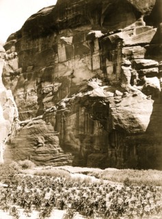 Cornfields of Cañon del Muerto 1906