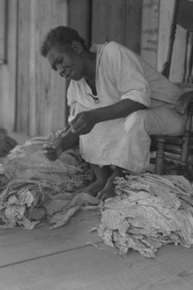 Black Sharecropper sorts tobacco leaves 1938