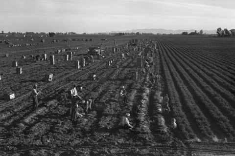 Crating Carrots 1939