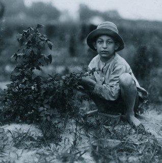 Norris Lovitt. Been picking for 3 years in berry fields near Baltimore, Md. 1910