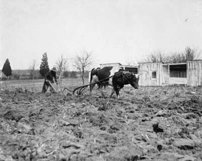 Ox Pulling a Plow 1921
