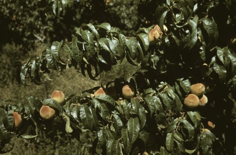 Peach trees in an orchard, Delta County, Colo. 1940