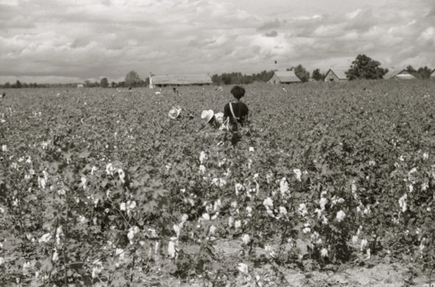 Picking cotton, Nugent Plantation, Benoit, Mississippi Delta, Mississippi 1939