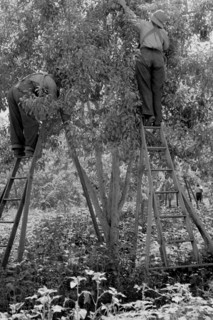 Picking pears 1939