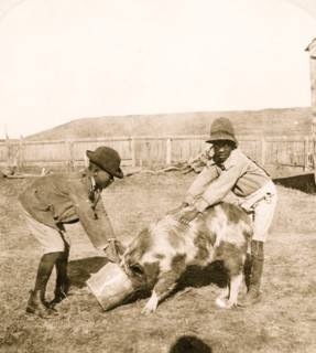 Pig Feeding 1901
