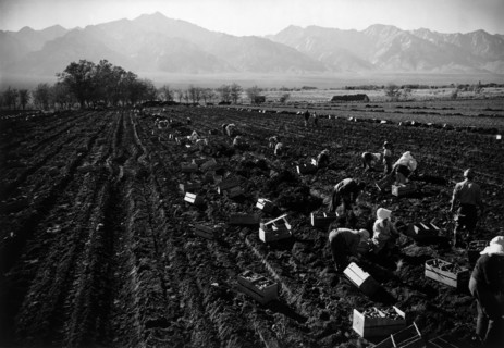 Potato Fields 1943