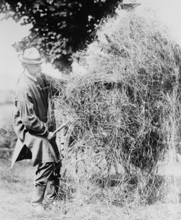 President Coolidge Loading Hay