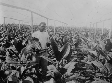 Puerto Rico -- Raising tobacco under Cheese Cloth
