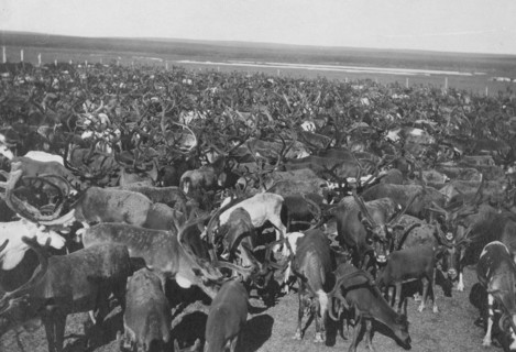 Reindeer Herd 1915