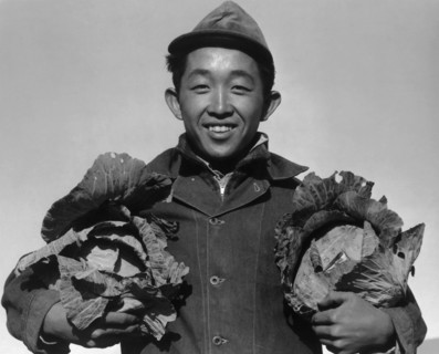 Richard Kobayashi, farmer with cabbages 1943