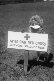 Sandy, the American Red Cross Dog Welcomes Everyone 1920