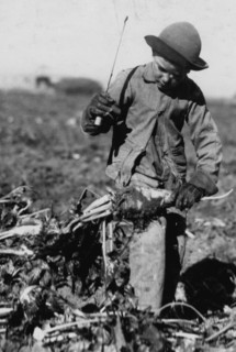 Seven-year-old Alex Reiber topping with a beet knife. 1915