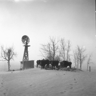 Stock watering hole almost completely covered by shifting topsoil.  1936
