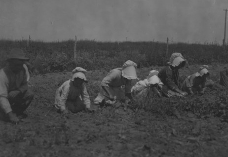 Child Sugar beet workers, Sugar City, Colorado.  1915