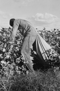 Migratory field worker picking cotton 1938