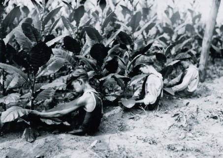 Three boys, one of 13 yrs., two of 14 yrs., picking shade-grown tobacco on Hackett farm. The "first picking" necessitates a sitting posture 1917