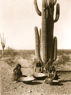 Saguaro gatherers 1907