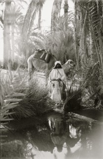 To Sinai via the desert. Scene at the Springs of Moses; Marah 1910