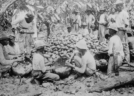 Sorting cocoa beans
