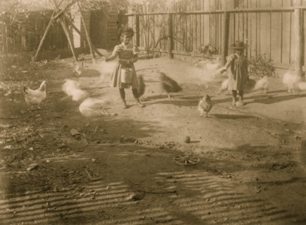 Two African American children feeding chickens in a fenced-in yard 1899