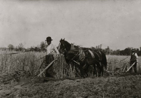 Two farmers behind horses as they pull a plow through a field 1916