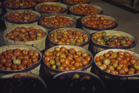 Bushel Baskets of Tomatoes 1942