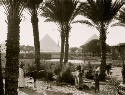 Types & agriculture. Corn fields & palmgrove, pyramids seen through palms 1935