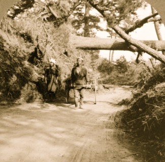 Uprooted by the great earthquake. Trees over road near Fujisawa, Japan 1924