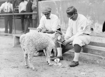 Washington Baseball Goat Mascot 1912