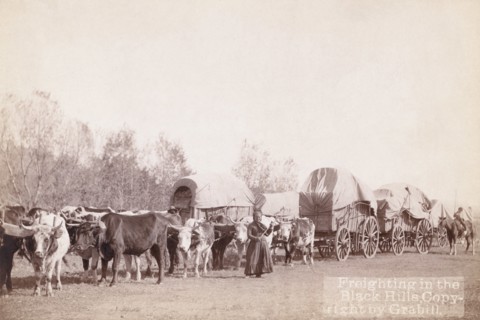 Freighting in the Black Hills 1890