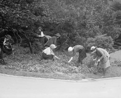 Women Picking Flowers 1922