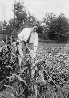 Working in the Corn Field