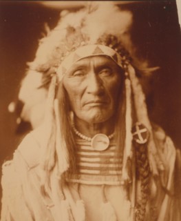 Young Hairy Wolf 1904