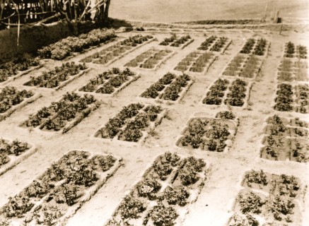 Zuni gardens 1927
